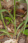 Hairy spiderwort